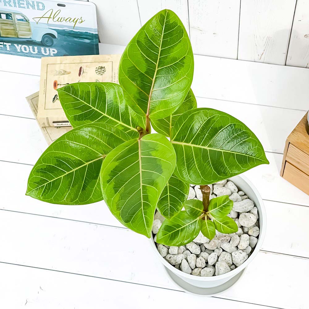 PLANCHU 観葉植物 フィカス アルテシマ 斑入り 6号鉢 受け皿付き 育て方説明書付き Ficus altissima ‘Variegata’ ゴムノキ