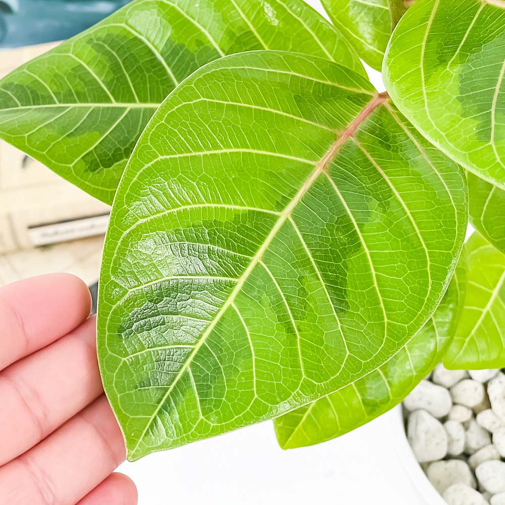 PLANCHU 観葉植物 フィカス アルテシマ 斑入り 6号鉢 受け皿付き 育て方説明書付き Ficus altissima ‘Variegata’ ゴムノキ