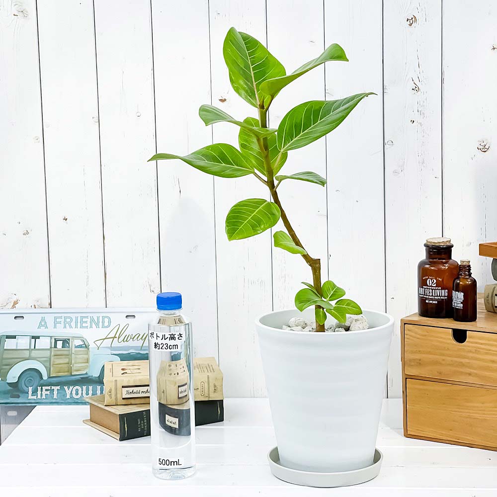 PLANCHU 観葉植物 フィカス アルテシマ 斑入り 6号鉢 受け皿付き 育て方説明書付き Ficus altissima ‘Variegata’ ゴムノキ
