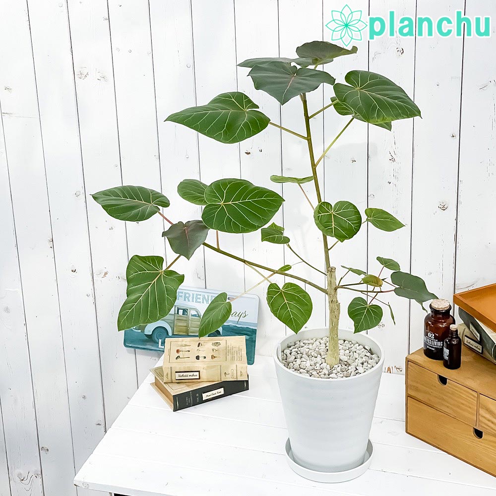 PLANCHU 観葉植物 フィカス ペティオラリス 7号鉢 受け皿付き 育て方説明書付き Ficus petiolaris コーデックス