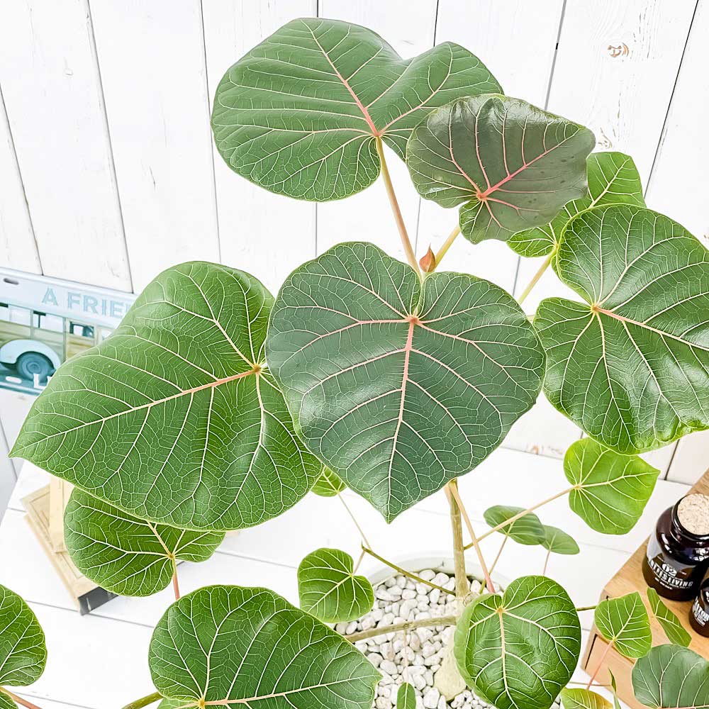 PLANCHU 観葉植物 フィカス ペティオラリス 7号鉢 受け皿付き 育て方説明書付き Ficus petiolaris コーデックス
