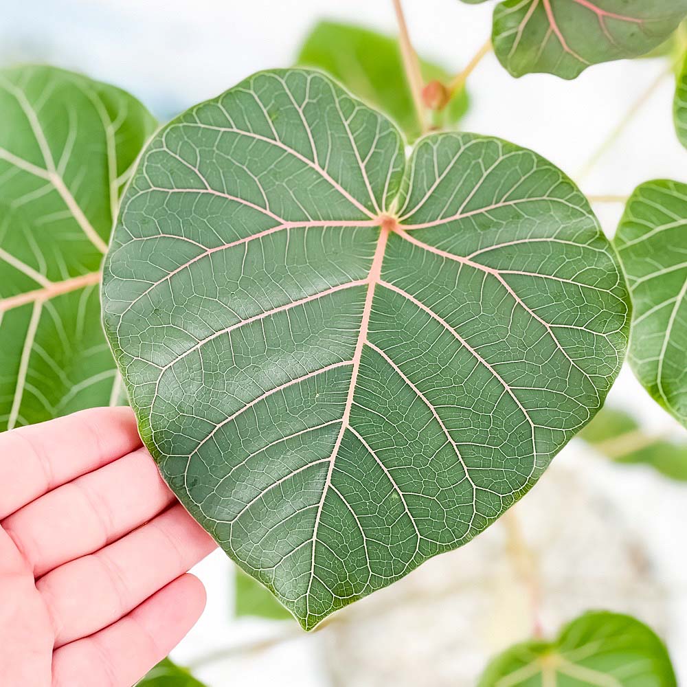 PLANCHU 観葉植物 フィカス ペティオラリス 7号鉢 受け皿付き 育て方説明書付き Ficus petiolaris コーデックス