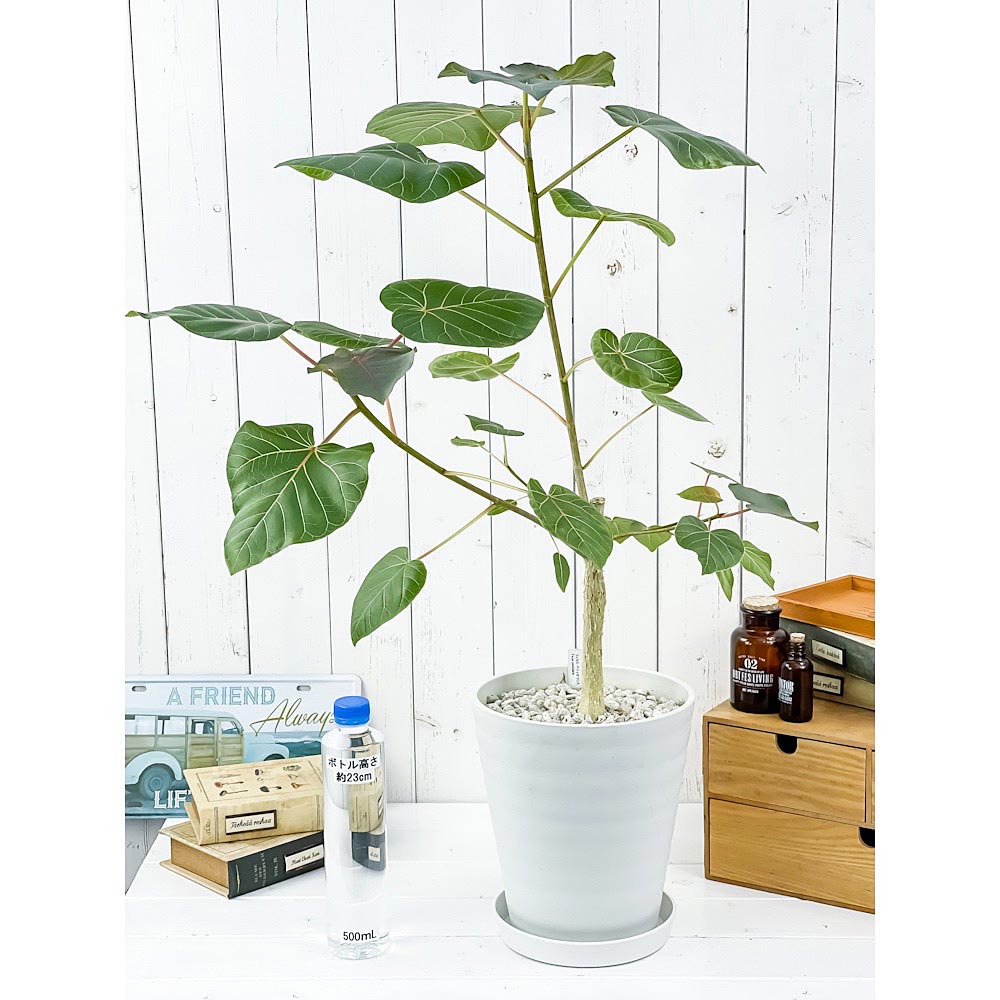 PLANCHU 観葉植物 フィカス ペティオラリス 7号鉢 受け皿付き 育て方説明書付き Ficus petiolaris コーデックス