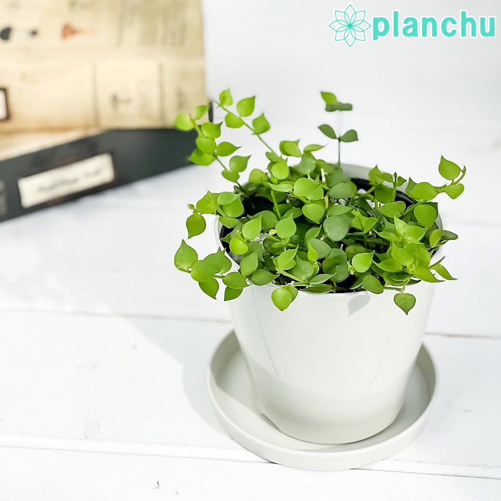 PLANCHU 観葉植物 ディスキディア ミリオンハート 3.5号鉢 受け皿付き 育て方説明書付き Dischidia ruscifolia ルスキフォリア