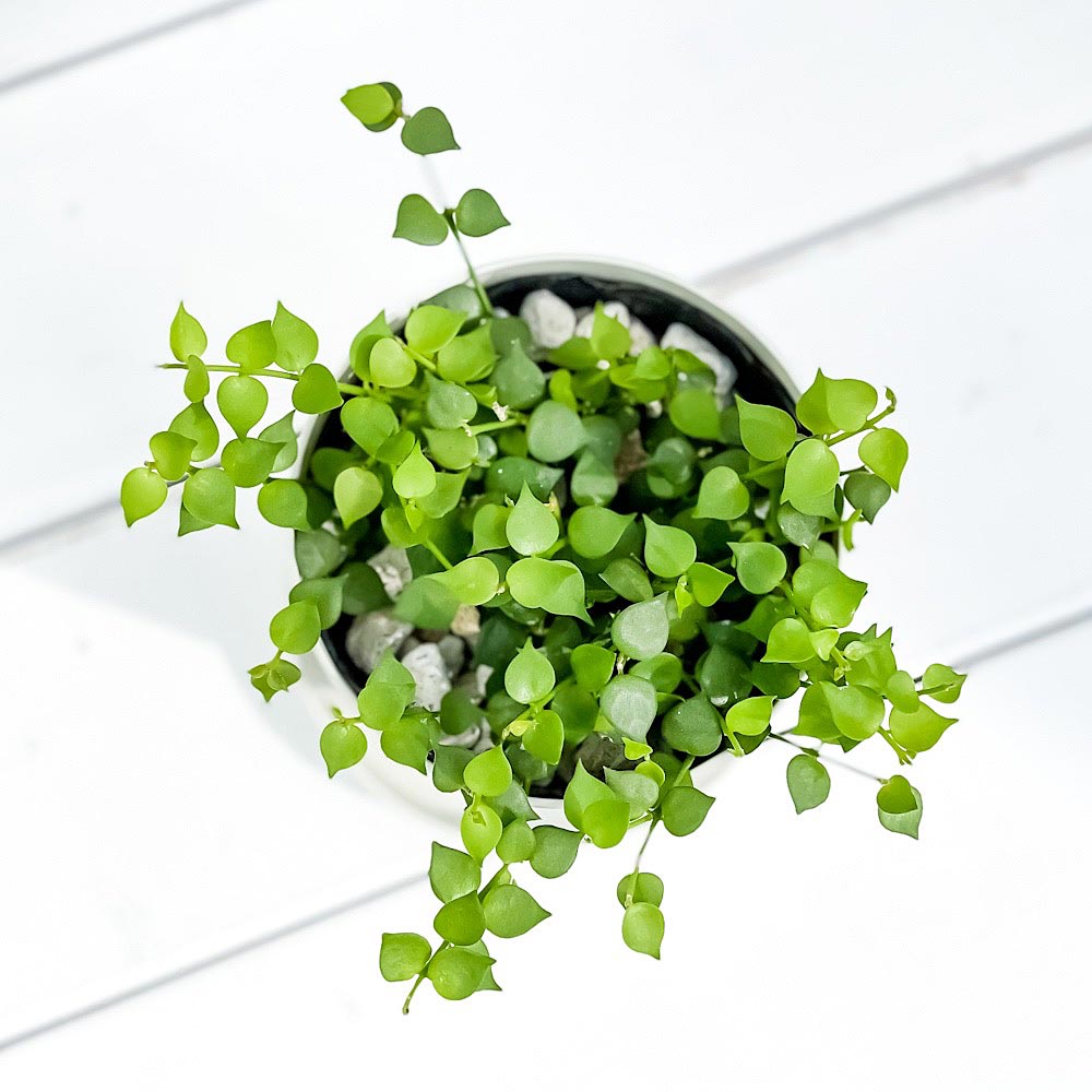 PLANCHU 観葉植物 ディスキディア ミリオンハート 3.5号鉢 受け皿付き 育て方説明書付き Dischidia ruscifolia ルスキフォリア