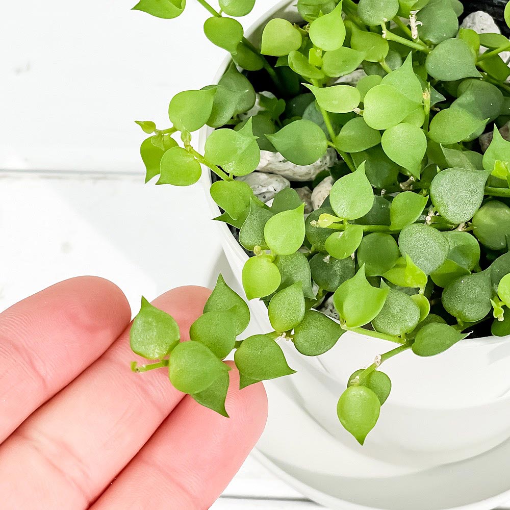 PLANCHU 観葉植物 ディスキディア ミリオンハート 3.5号鉢 受け皿付き 育て方説明書付き Dischidia ruscifolia ルスキフォリア