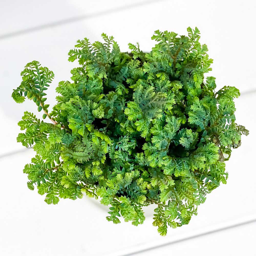 PLANCHU 観葉植物 セラギネラ レインボーファン 3.5号鉢 受け皿付き 育て方説明書付き Selaginella uncinata コンテリクラマゴケ シダ植物