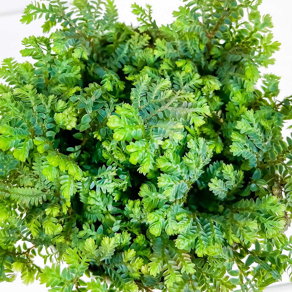 PLANCHU 観葉植物 セラギネラ レインボーファン 3.5号鉢 受け皿付き 育て方説明書付き Selaginella uncinata コンテリクラマゴケ シダ植物