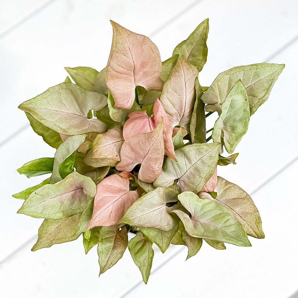 PLANCHU 観葉植物 シンゴニウム ミニマ ピンク 3.5号鉢 受け皿付き 育て方説明書付き Syngonium podophyllum cv. アロイド