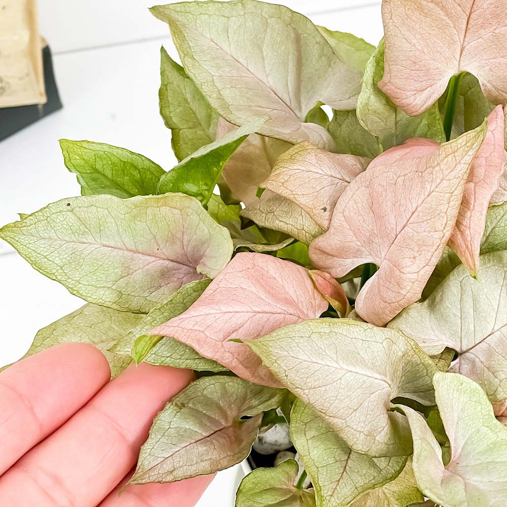 PLANCHU 観葉植物 シンゴニウム ミニマ ピンク 3.5号鉢 受け皿付き 育て方説明書付き Syngonium podophyllum cv. アロイド