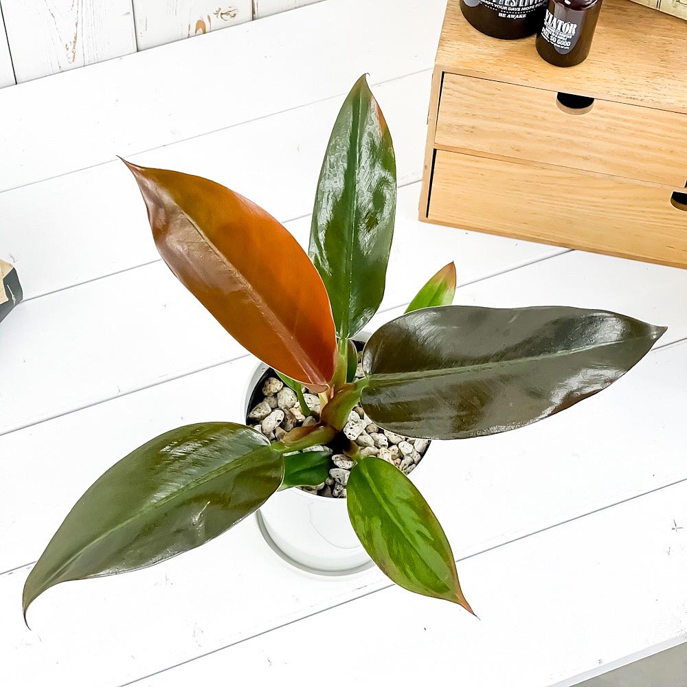PLANCHU 観葉植物 フィロデンドロン インペリアルレッド 4号鉢 受け皿付き 育て方説明書付き Philodendron ‘Imperial Red’ アロイド