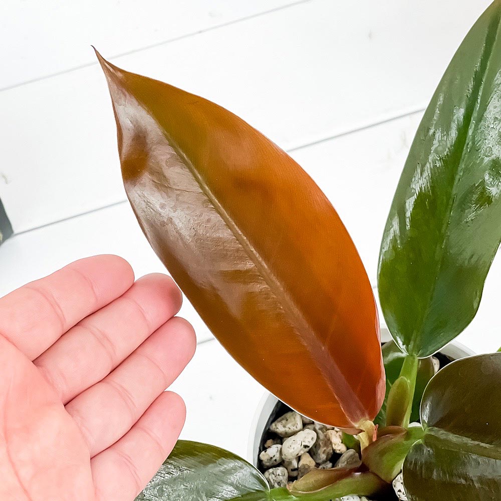 PLANCHU 観葉植物 フィロデンドロン インペリアルレッド 4号鉢 受け皿付き 育て方説明書付き Philodendron ‘Imperial Red’ アロイド