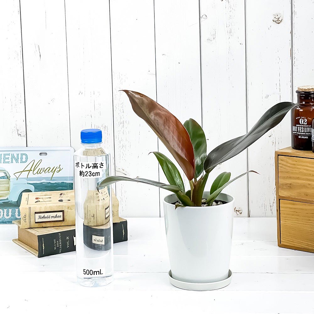 PLANCHU 観葉植物 フィロデンドロン インペリアルレッド 4号鉢 受け皿付き 育て方説明書付き Philodendron ‘Imperial Red’ アロイド