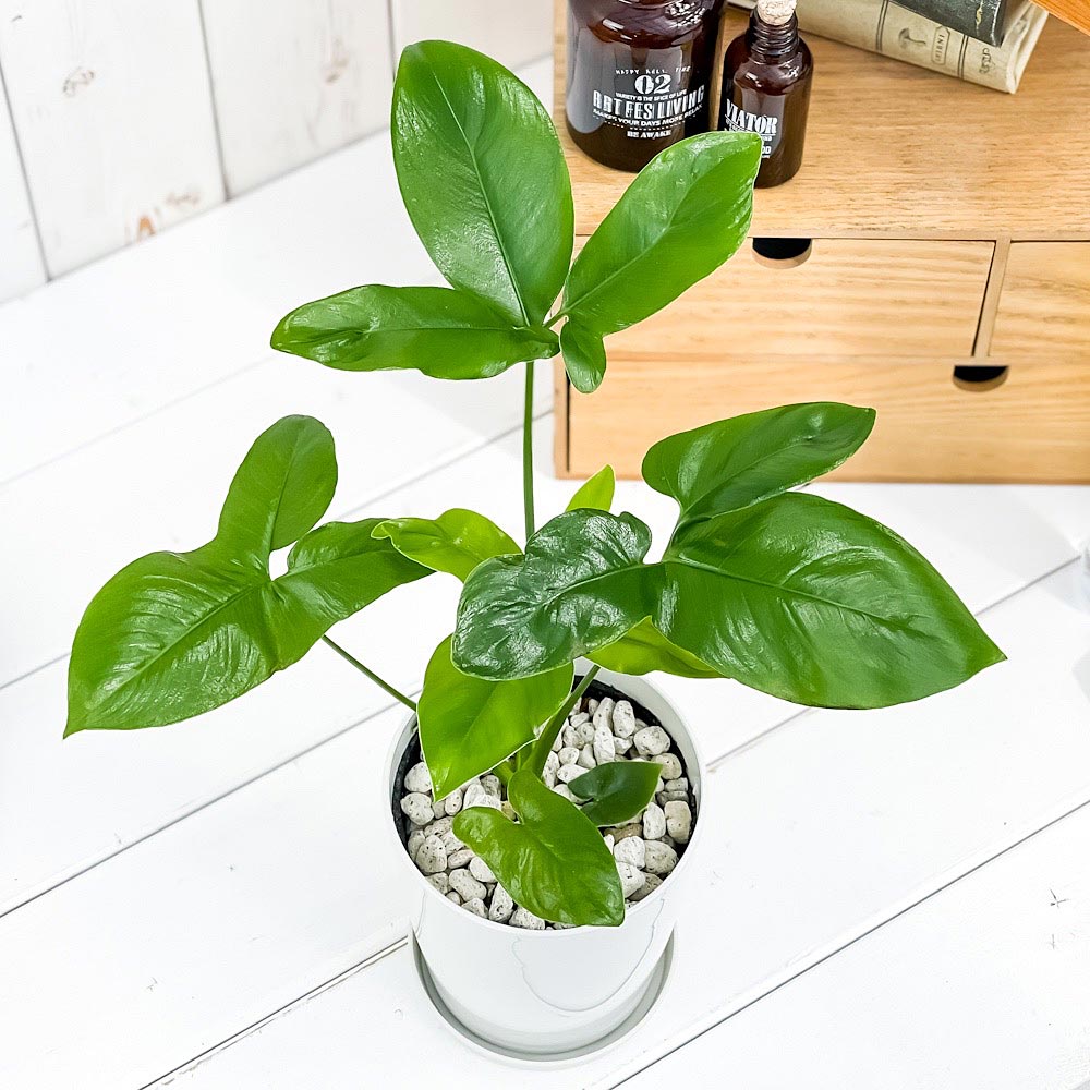 PLANCHU 観葉植物 フィロデンドロン ファンバン 4号鉢 受け皿付き 育て方説明書付き Philodendron goeldii ‘Fun Bun’ アロイド