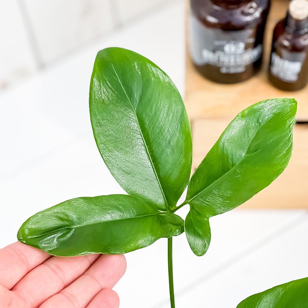 PLANCHU 観葉植物 フィロデンドロン ファンバン 4号鉢 受け皿付き 育て方説明書付き Philodendron goeldii ‘Fun Bun’ アロイド