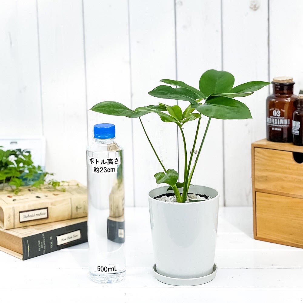 PLANCHU 観葉植物 フィロデンドロン ファンバン 4号鉢 受け皿付き 育て方説明書付き Philodendron goeldii ‘Fun Bun’ アロイド