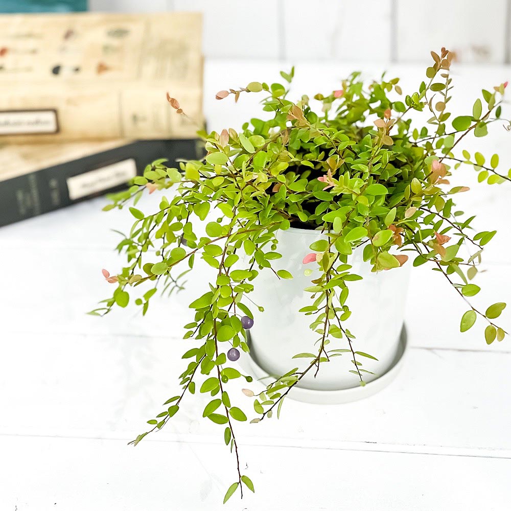 PLANCHU 観葉植物 シンジュコケモモ 4号鉢 受け皿付き 育て方説明書付き Sphyrospermum buxifolium 真珠コケモモ スフィロスペルムム