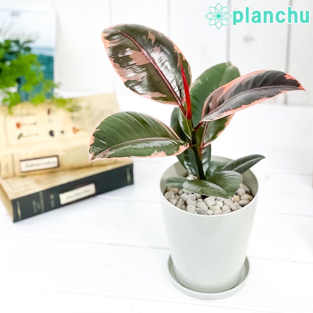 PLANCHU 観葉植物 フィカス ルビー 4号鉢 受け皿付き 育て方説明書付き Ficus elastica ‘Ruby’ ゴムノキ ゴムの木 インドゴムノキ