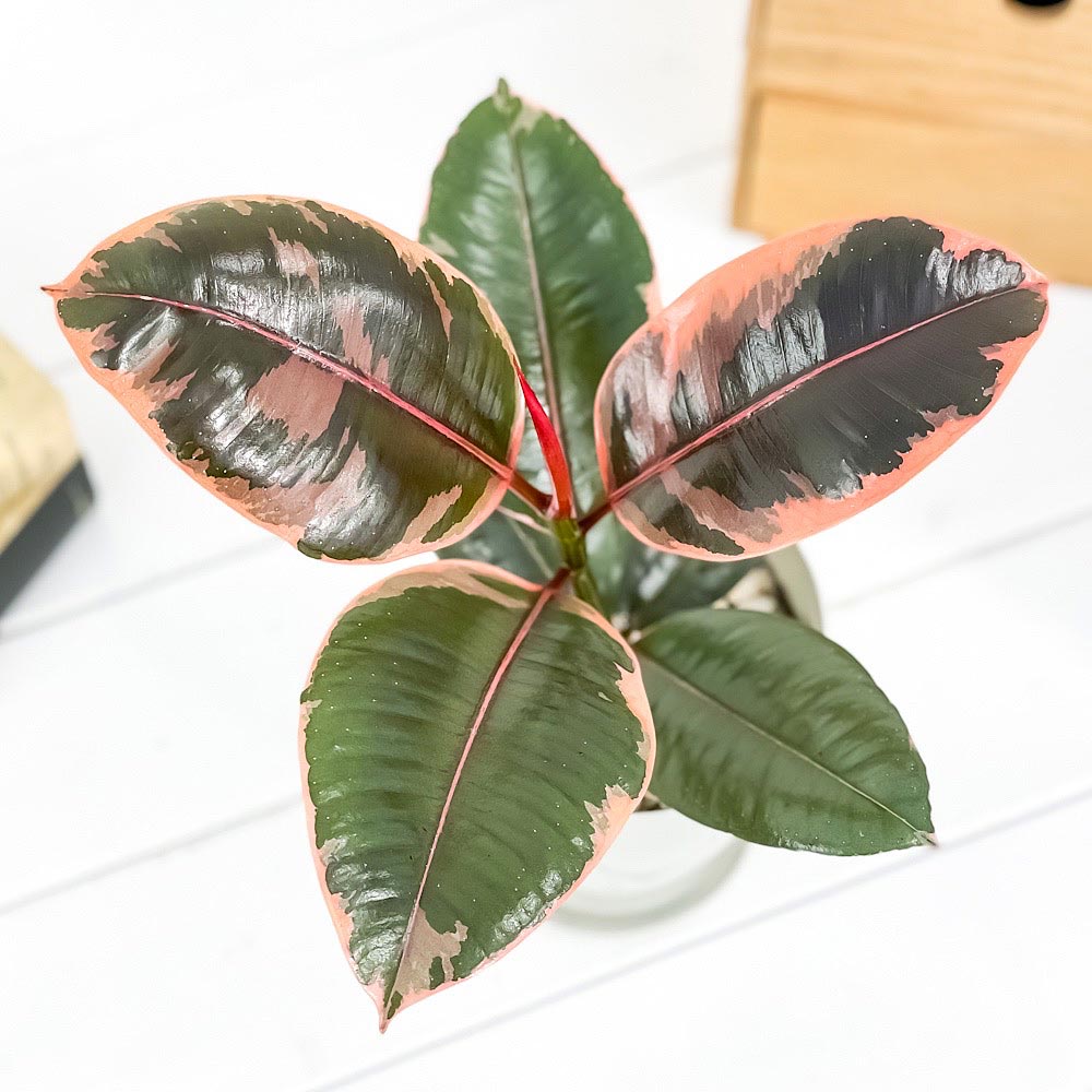 PLANCHU 観葉植物 フィカス ルビー 4号鉢 受け皿付き 育て方説明書付き Ficus elastica ‘Ruby’ ゴムノキ ゴムの木 インドゴムノキ