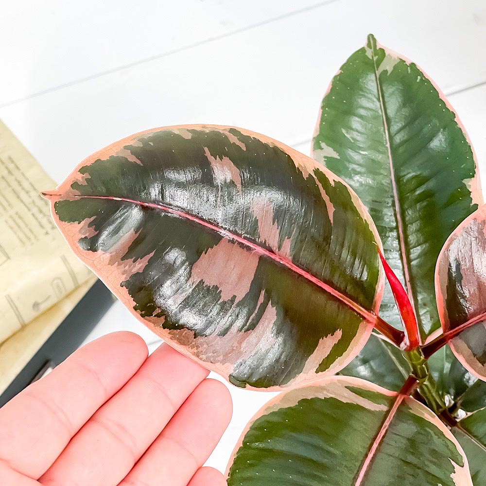 PLANCHU 観葉植物 フィカス ルビー 4号鉢 受け皿付き 育て方説明書付き Ficus elastica ‘Ruby’ ゴムノキ ゴムの木 インドゴムノキ