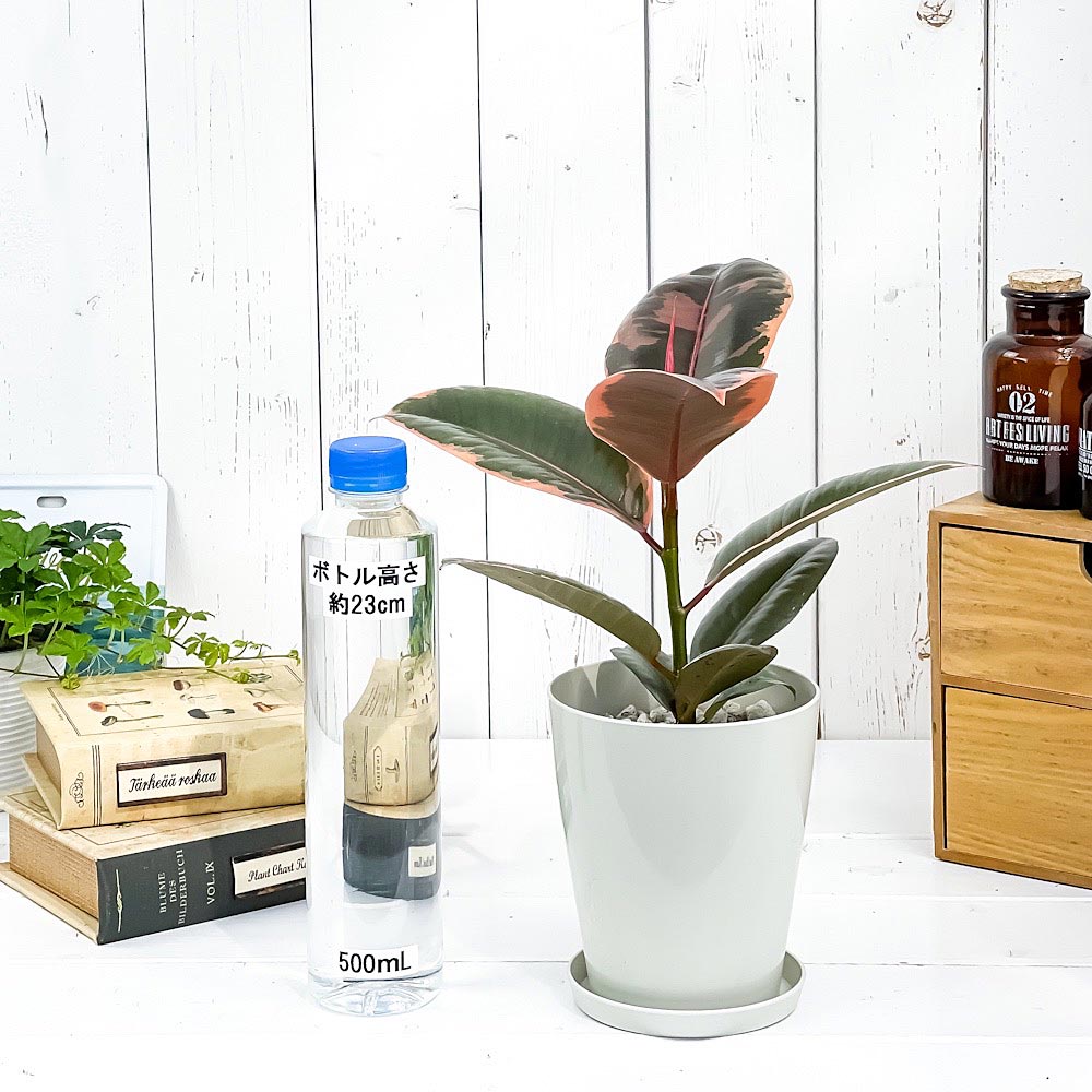 PLANCHU 観葉植物 フィカス ルビー 4号鉢 受け皿付き 育て方説明書付き Ficus elastica ‘Ruby’ ゴムノキ ゴムの木 インドゴムノキ