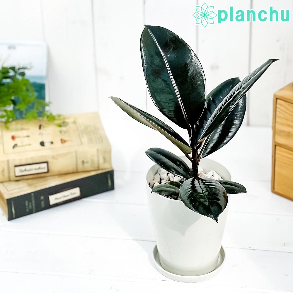 PLANCHU 観葉植物 フィカス バーガンディ 4号鉢 受け皿付き 育て方説明書付き Ficus elastica ‘Burgundy’ ゴムノキ ゴムの木 インドゴムノキ