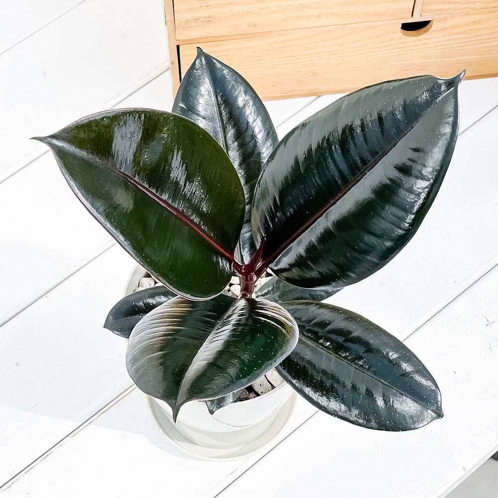 PLANCHU 観葉植物 フィカス バーガンディ 4号鉢 受け皿付き 育て方説明書付き Ficus elastica ‘Burgundy’ ゴムノキ ゴムの木 インドゴムノキ