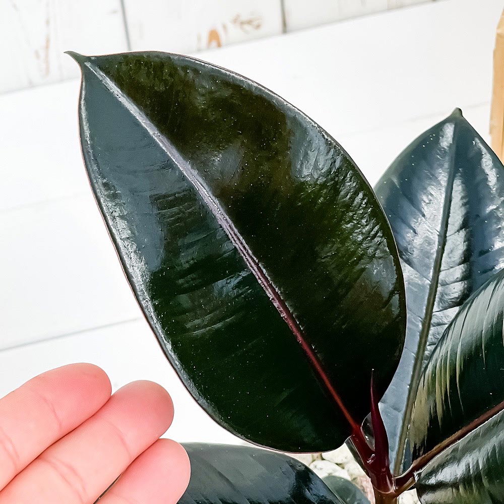 PLANCHU 観葉植物 フィカス バーガンディ 4号鉢 受け皿付き 育て方説明書付き Ficus elastica ‘Burgundy’ ゴムノキ ゴムの木 インドゴムノキ