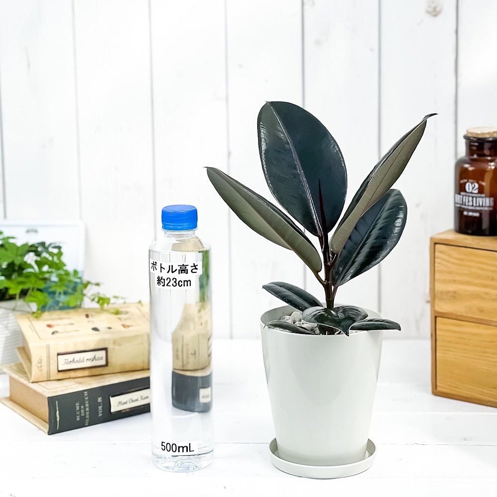 PLANCHU 観葉植物 フィカス バーガンディ 4号鉢 受け皿付き 育て方説明書付き Ficus elastica ‘Burgundy’ ゴムノキ ゴムの木 インドゴムノキ