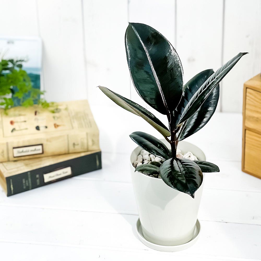 PLANCHU 観葉植物 フィカス バーガンディ 4号鉢 受け皿付き 育て方説明書付き Ficus elastica ‘Burgundy’ ゴムノキ ゴムの木 インドゴムノキ