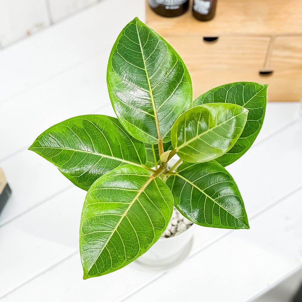 PLANCHU 観葉植物 フィカス アルテシマ 斑入り 4号鉢 受け皿付き 育て方説明書付き Ficus altissima ‘Variegata’ ゴムノキ