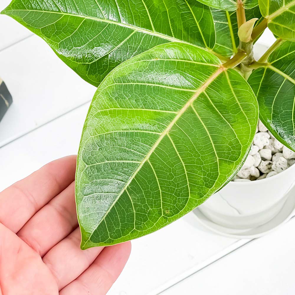 PLANCHU 観葉植物 フィカス アルテシマ 斑入り 4号鉢 受け皿付き 育て方説明書付き Ficus altissima ‘Variegata’ ゴムノキ