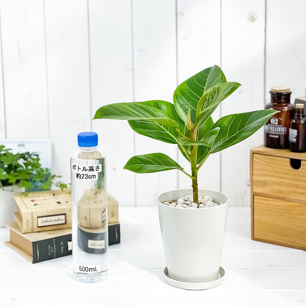 PLANCHU 観葉植物 フィカス アルテシマ 斑入り 4号鉢 受け皿付き 育て方説明書付き Ficus altissima ‘Variegata’ ゴムノキ