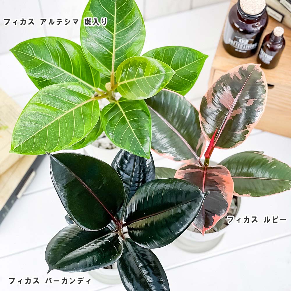 PLANCHU 観葉植物 フィカス 3種セット ルビー バーガンディ アルテシマ 4号鉢 受け皿付き 育て方説明書付き ゴムノキ ゴムの木