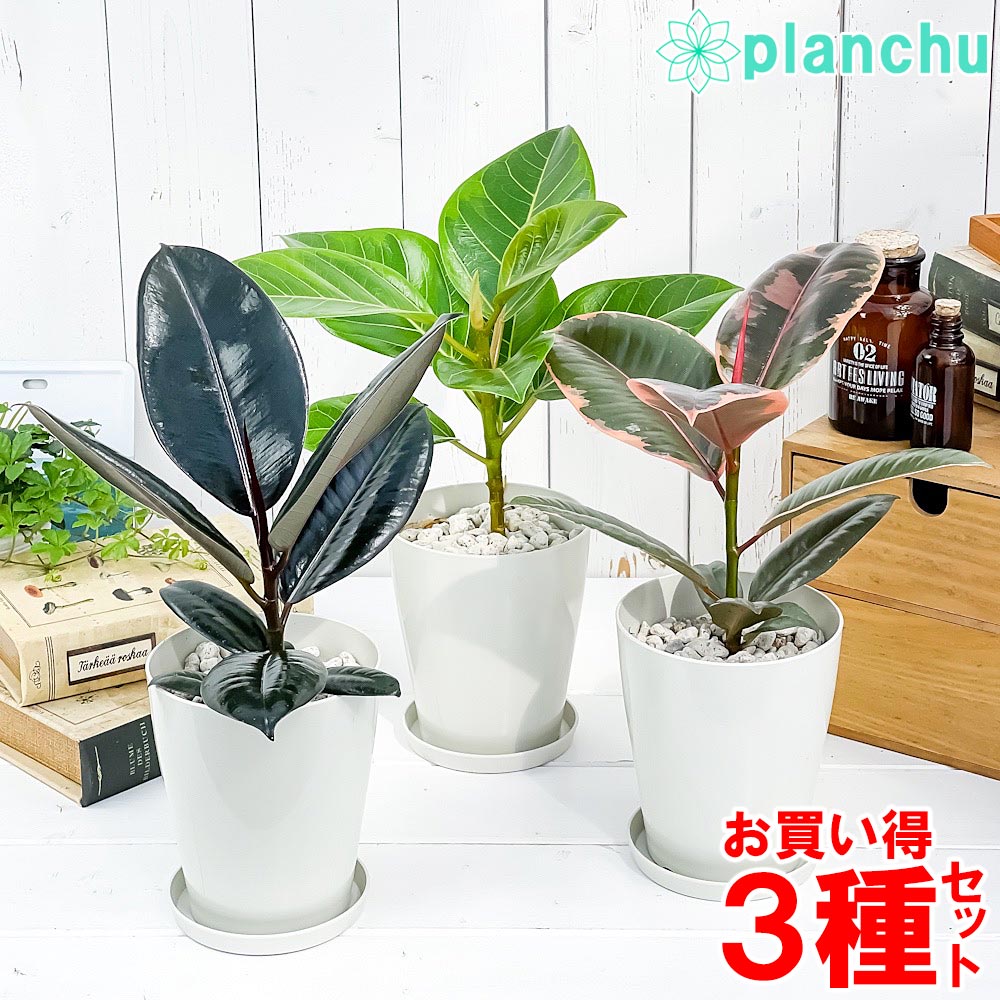 PLANCHU 観葉植物 フィカス 3種セット ルビー バーガンディ アルテシマ 4号鉢 受け皿付き 育て方説明書付き ゴムノキ ゴムの木