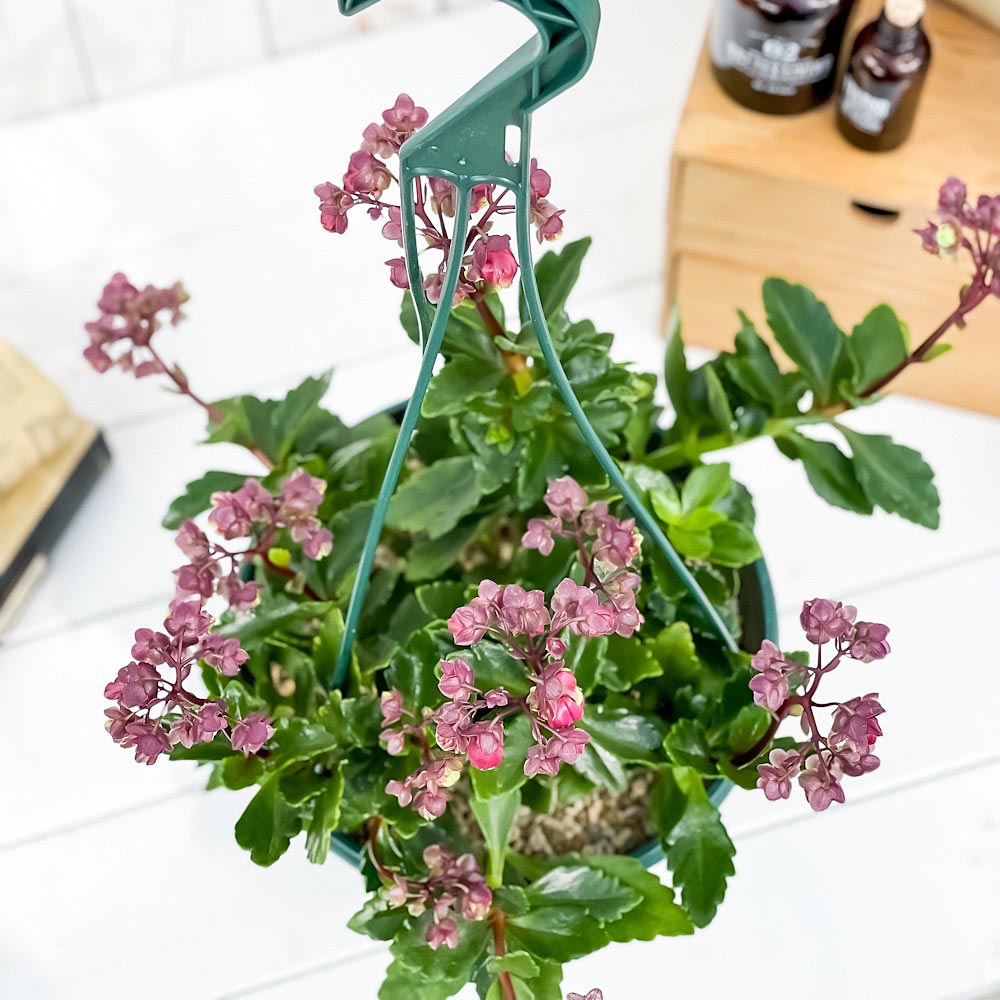 PLANCHU 多肉植物 カランコエ ドリーQ2 7号吊り鉢 育て方説明書付き Kalanchoe cv. 観葉植物