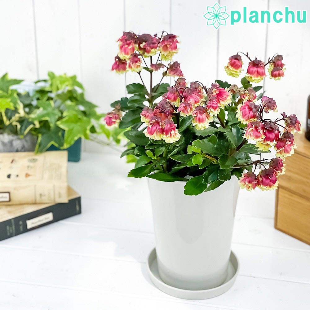 PLANCHU 多肉植物 カランコエ ドリーQ2 6号鉢 受け皿付き 育て方説明書