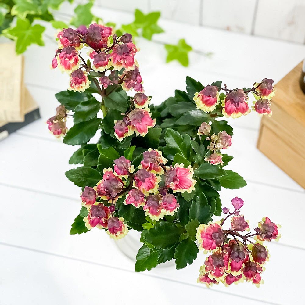 PLANCHU 多肉植物 カランコエ ドリーQ2 6号鉢 受け皿付き 育て方説明書付き Kalanchoe cv. 観葉植物