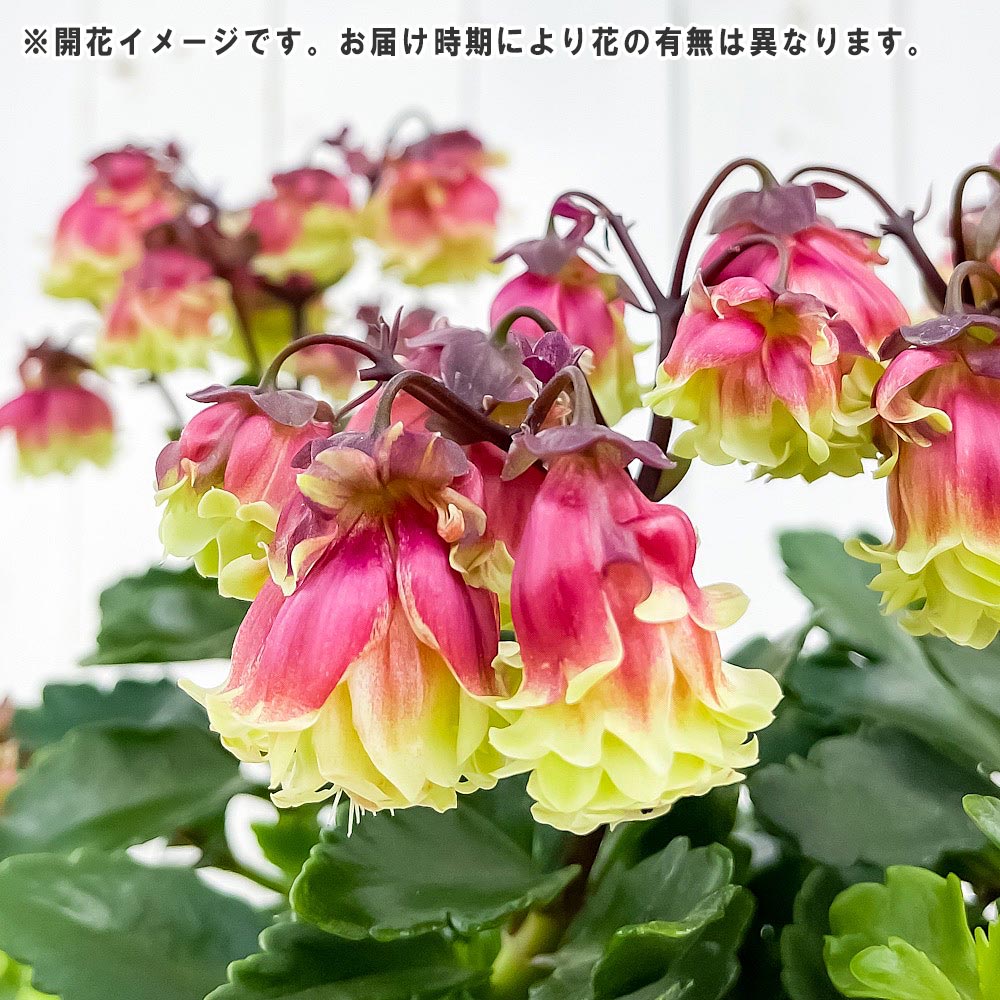 PLANCHU 多肉植物 カランコエ ドリーQ2 6号鉢 受け皿付き 育て方説明書付き Kalanchoe cv. 観葉植物
