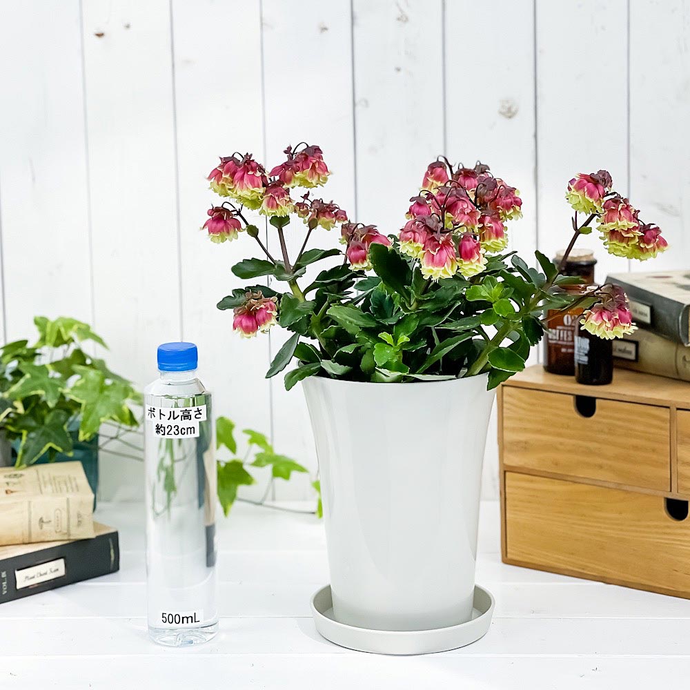 PLANCHU 多肉植物 カランコエ ドリーQ2 6号鉢 受け皿付き 育て方説明書付き Kalanchoe cv. 観葉植物