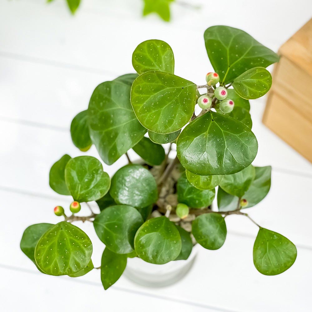 PLANCHU 観葉植物 フィカス デルトイデア 4号鉢 受け皿付き 育て方説明書付き Ficus deltoidea コバンボダイジュ 小判菩提樹 ゴムノキ ゴムの木