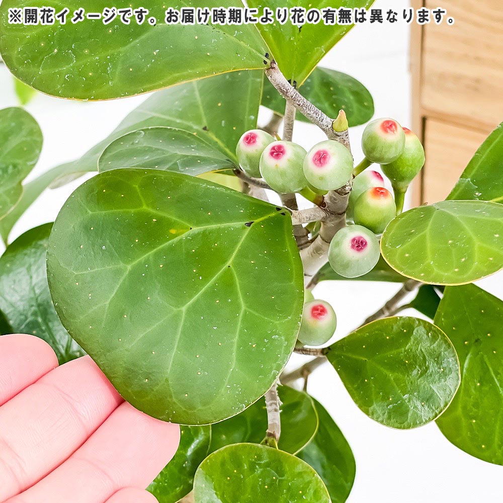 PLANCHU 観葉植物 フィカス デルトイデア 4号鉢 受け皿付き 育て方説明書付き Ficus deltoidea コバンボダイジュ 小判菩提樹 ゴムノキ ゴムの木