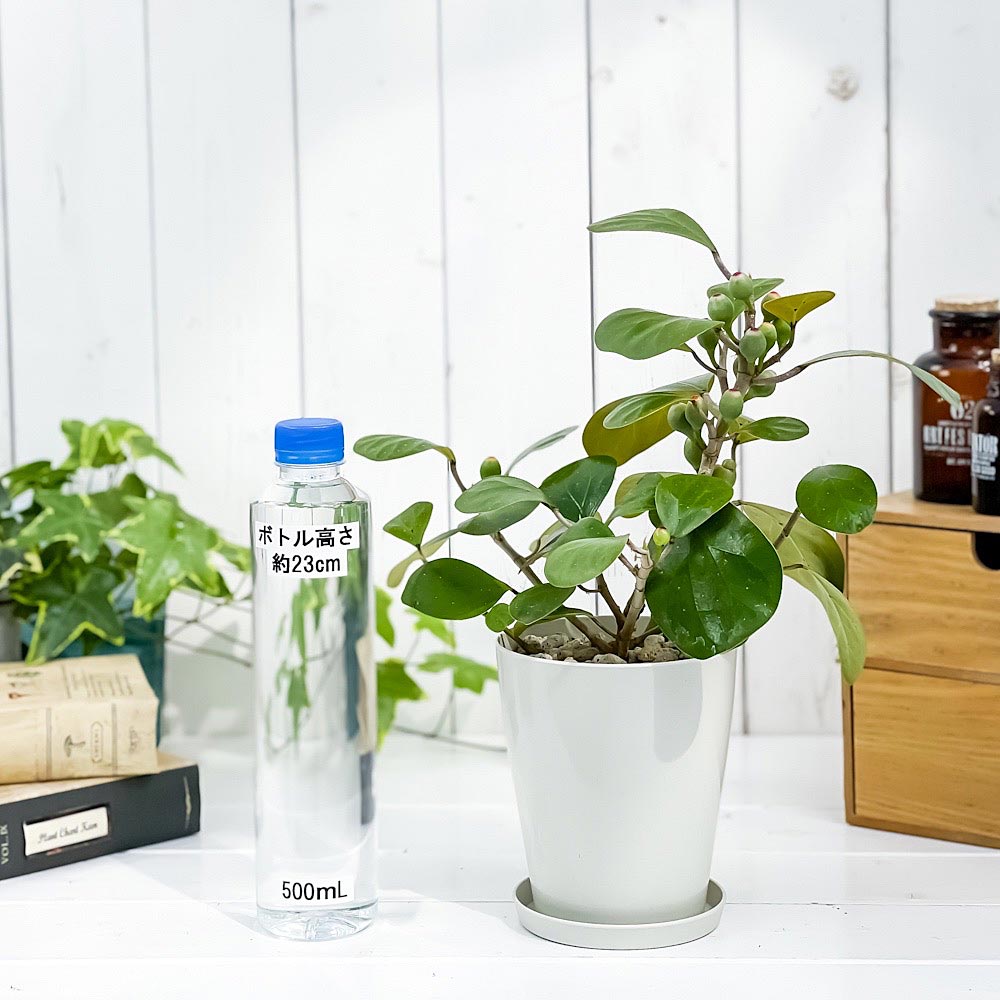 PLANCHU 観葉植物 フィカス デルトイデア 4号鉢 受け皿付き 育て方説明書付き Ficus deltoidea コバンボダイジュ 小判菩提樹 ゴムノキ ゴムの木