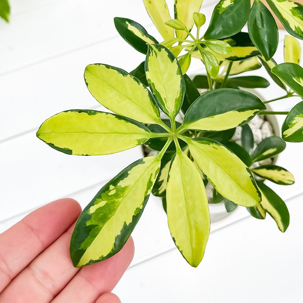 PLANCHU 観葉植物 シェフレラ アルボリコラ トリネッティ 4号鉢 受け皿付き 育て方説明書付き Schefflera arboricola ‘Trinette’ ホンコン カポック 斑入り