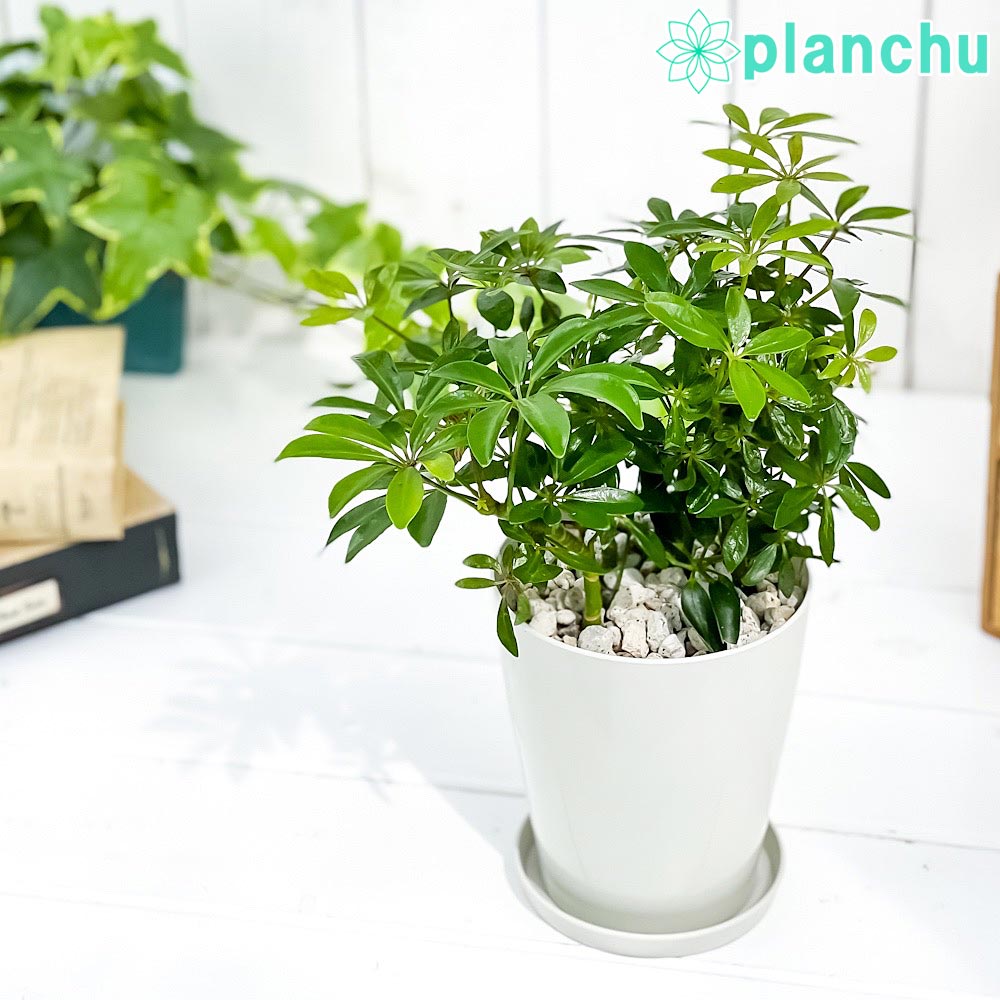 PLANCHU 観葉植物 シェフレラ アルボリコラ コンパクタ 4号鉢 受け皿付き 育て方説明書付き Schefflera arboricola ‘Compacta’ ホンコン カポック