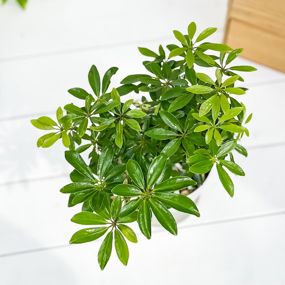 PLANCHU 観葉植物 シェフレラ アルボリコラ コンパクタ 4号鉢 受け皿付き 育て方説明書付き Schefflera arboricola ‘Compacta’ ホンコン カポック