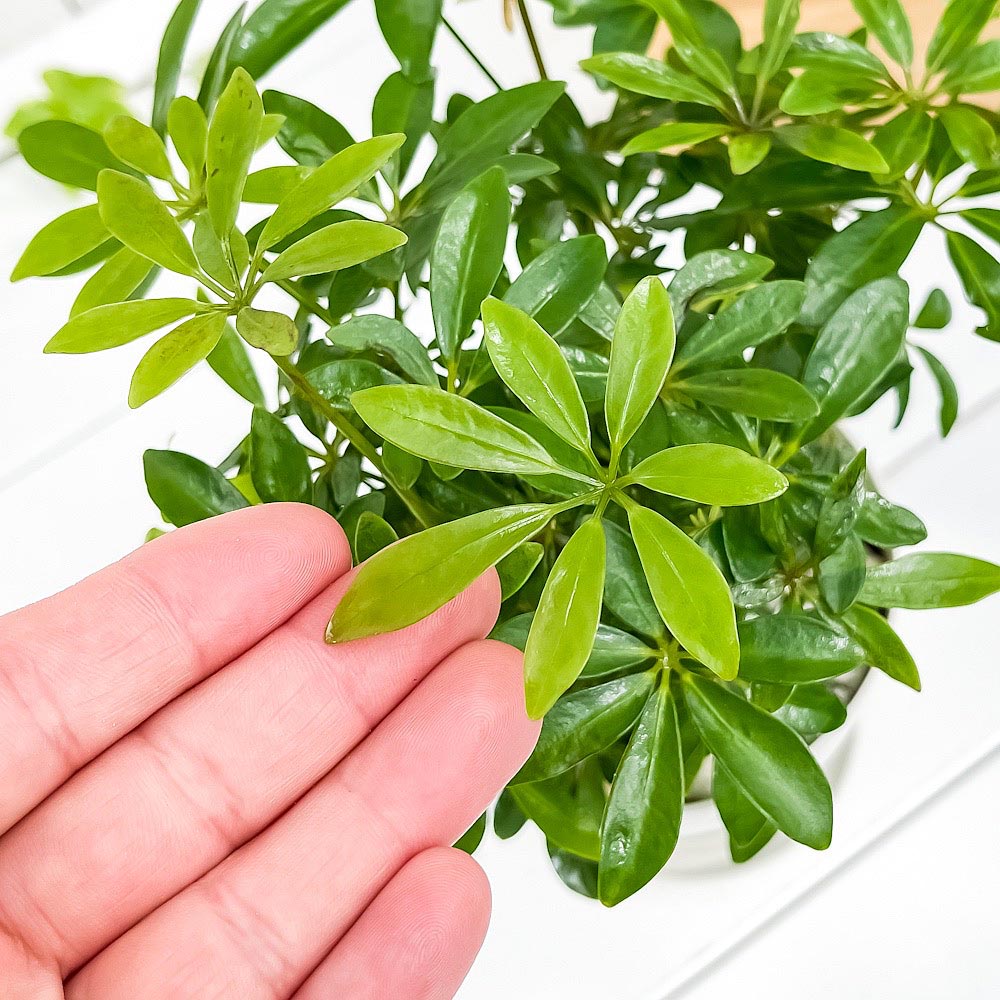 PLANCHU 観葉植物 シェフレラ アルボリコラ コンパクタ 4号鉢 受け皿付き 育て方説明書付き Schefflera arboricola ‘Compacta’ ホンコン カポック