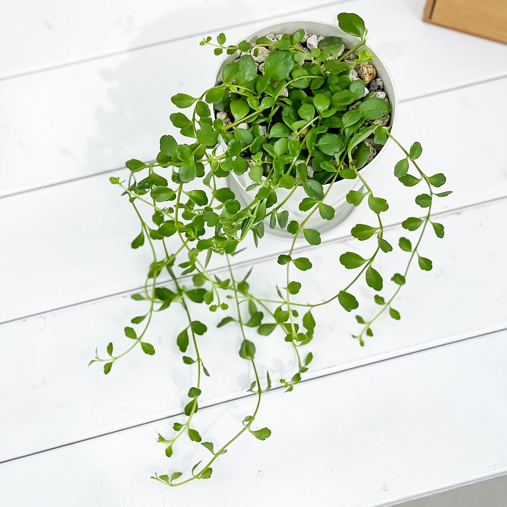 PLANCHU 多肉植物 カランコエ フィフィ 4号鉢 受け皿付き 育て方説明書付き Kalanchoe uniflora ‘phi phi’ 観葉植物