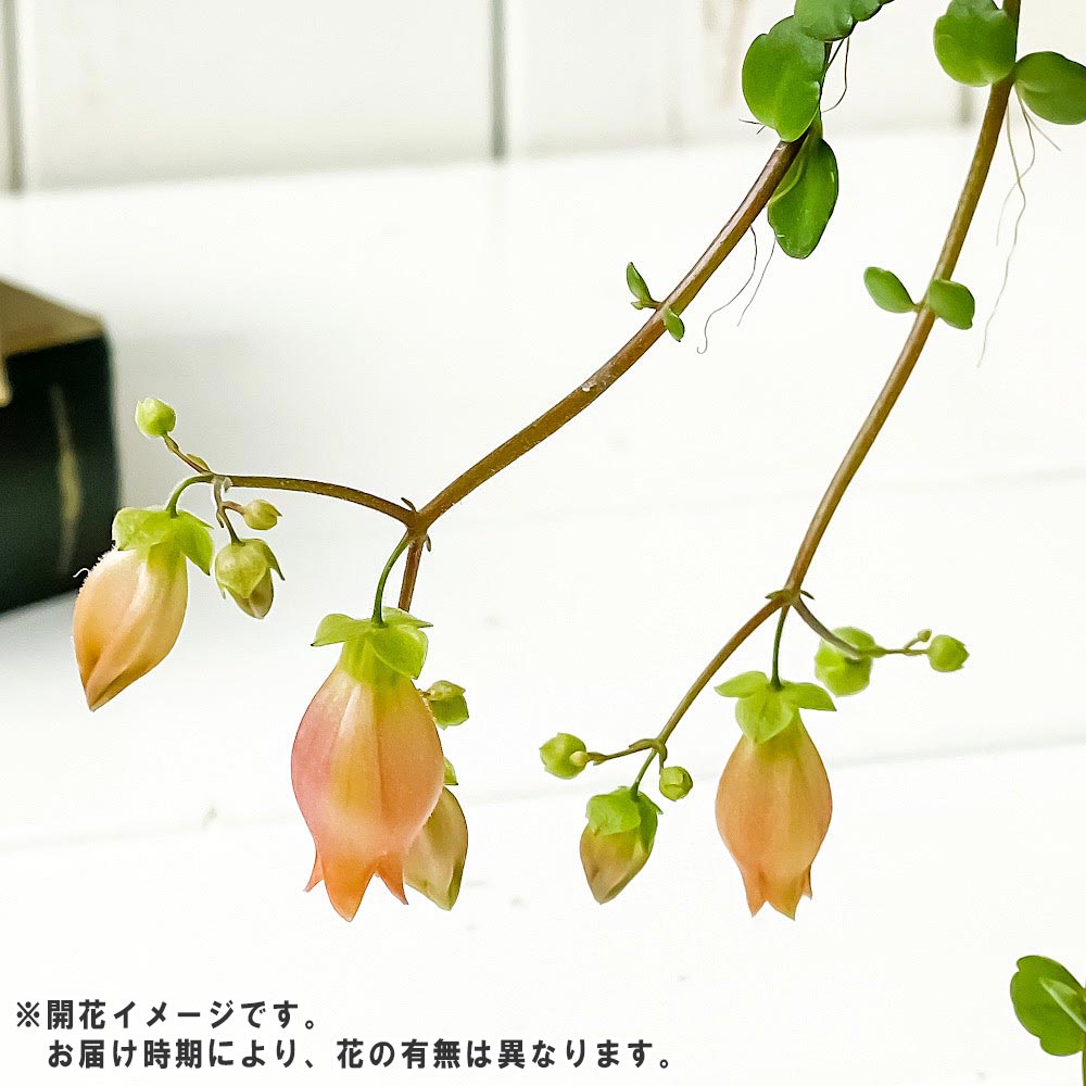 PLANCHU 多肉植物 カランコエ フィフィ 4号鉢 受け皿付き 育て方説明書付き Kalanchoe uniflora ‘phi phi’ 観葉植物
