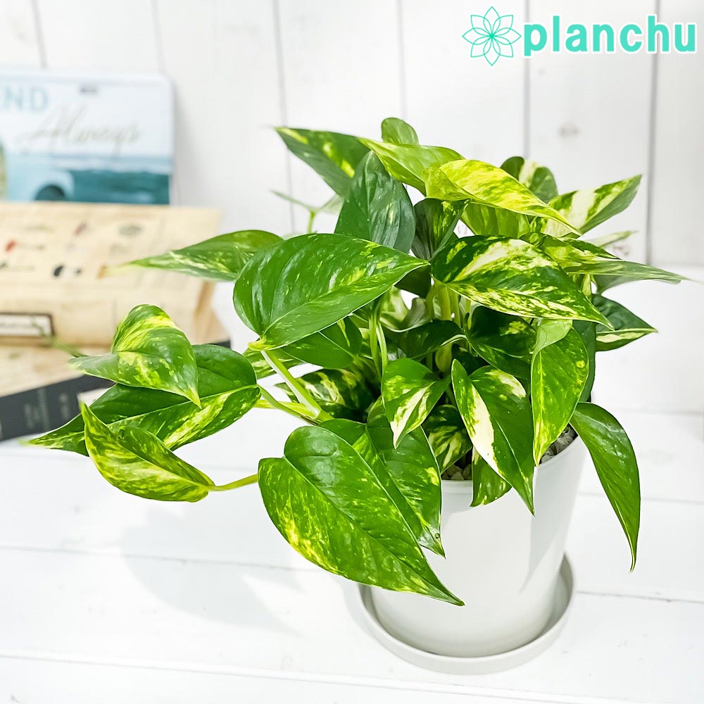 PLANCHU 観葉植物 ポトス ゴールデン 5号鉢 受け皿付き 育て方説明書付き Epipremnum aureum エピプレムナム アロイド